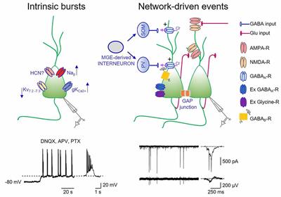 Early Correlated Network Activity in the Hippocampus: Its Putative Role in Shaping Neuronal Circuits